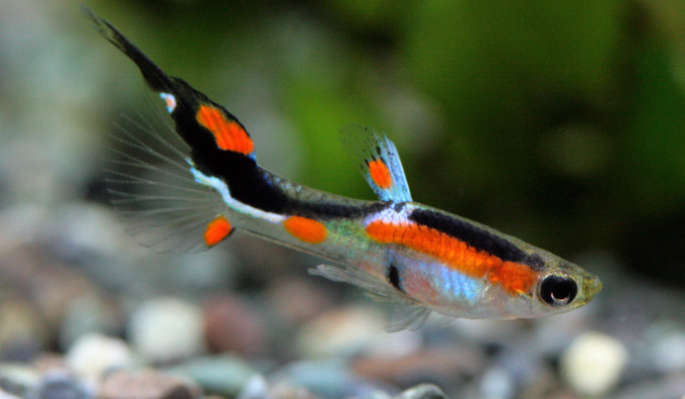 Guppy - Molly - Platy