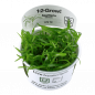 Preview: Sagittaria subulata - Flutendes Pfeilkraut - Tropica 1-2-Grow, im Becher.
