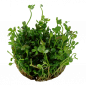 Preview: Marsilea hirsuta, Zwergkleefarn - Tropica 1-2-Grow, ohne Becher.