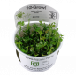 Preview: Marsilea hirsuta, Zwergkleefarn - Tropica 1-2-Grow, im Becher.