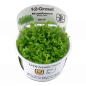 Preview: Micranthemum tweediei 'Monte Carlo' - Tropica 1-2-Grow, im Becher.