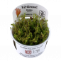 Preview: Rotala walichii, Feinblättrige Rotala - Tropica 1-2-Grow, im Becher.