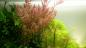 Preview: Rundblättrige Rotala - Rotala rotundifolia, unter Wasser.