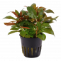 Preview: Rote Sternludwigie - Ludwigia glandulosa, im Pflanztopf.