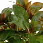 Preview: Rote Sternludwigie - Ludwigia glandulosa, aus der Nähe aufgenommen.