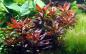 Preview: Rote Sternludwigie - Ludwigia glandulosa, im Aquarium.