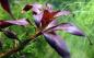 Preview: Rote Sternludwigie - Ludwigia glandulosa, einzelner Stiel unter Wasser.