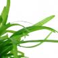 Preview: Sagittaria subulata - Flutendes Pfeilkraut - Tropica 1-2-Grow, Nahaufnahme.