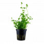 Preview: Südliches Fettblatt - Bacopa australis, im Topf.