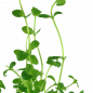 Preview: Südliches Fettblatt - Bacopa australis, als Blattstudie.