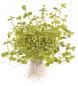 Preview: Südliches Fettblatt - Bacopa australis, als Zeichnung.