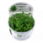 Preview: Staurogyne repens - Tropica 1-2-Grow, im Becher.