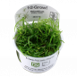 Preview: Helanthium tenellum 'Green' - Tropica 1-2-Grow, im originalen Becher.