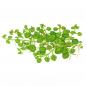 Preview: Hygrophila serpyllum - Tropica 1-2-Grow, als Zeichnung.