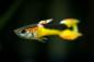 Preview: Red Chest Saddleback Endler Guppy , im Aquarium mit schwarzem Hintergrund
