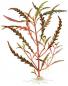 Preview: Hygrophila pinnatifida - Tropica 1-2-Grow, als Zeichnung.