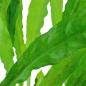 Preview: Schmalblättriger Javafarn - Microsorum pteropus 'Narrow', in der Verpackung.