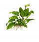 Preview: Anubias barteri var. nana - Zwergspeerblatt - Tropica 1-​2-Grow, als Zeichnung.