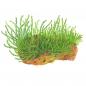 Preview: Leptodictyum riparium - Tropica 1-​2-Grow, als Zeichnung.