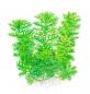 Preview: Hottonia palustris - Wasserfeder - Tropica 1-2-Grow, als Zeichnung