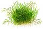 Preview: Utricularia graminifolia - Tropica 1-2-Grow, als Zeichnung.