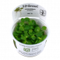 Preview: Limnobium laevigatum, Froschbiss - Tropica 1-2-Grow, im Becher.