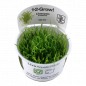Preview: Lilaeopsis brasiliensis, Neuseeland-Graspflanze - Tropica 1-2-Grow, im Originalbecher.