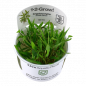 Preview: Cryptocoryne wendtii "Green", grüner Wasserkelch - Tropica 1-2-Grow, im Becher.