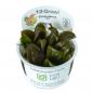 Preview: Echinodorus 'Reni' - Tropica 1-​2-​Grow, im Becher.