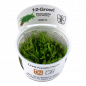 Preview: Vesicularia ferriei "Weeping" - Tropica 1-2-Grow, im Becher.