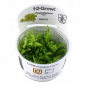 Preview: Pogostemon helferi, kleiner Wasserstern - Tropica 1-2-Grow, im Becher.