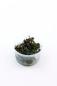 Preview: Bucephalandra 'Kedagang' - Tropica 1-2-Grow, im Becher.