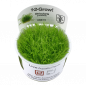 Preview: Utricularia graminifolia - Tropica 1-2-Grow, im Becher.