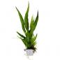 Preview: Schmalblättriger Javafarn - Microsorum pteropus 'Narrow', im Topf.