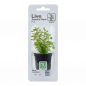 Preview: Rundblättrige Rotala - Rotala rotundifolia, in der Verpackung.
