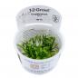Preview: Cryptocoryne parva - Tropica 1-​2-​Grow, im Original Becher.