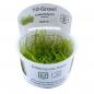 Preview: Leptodictyum riparium - Tropica 1-​2-Grow, im Becher.