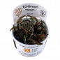 Preview: Hygrophila pinnatifida - Tropica 1-2-Grow, im Becher.