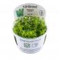 Preview: Hottonia palustris - Wasserfeder - Tropica 1-2-Grow, im Verkaufsbecher