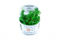 Preview: Rotala rotundifolia "Green" - Tropica 1-2-Grow, in der Originalverpackung.