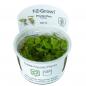 Preview: Phyllanthus fluitans - Schwimmende Wolfsmilch - Tropica 1-2-Grow, im Becher.