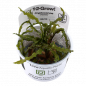 Preview: Cryptocoryne crispatula - Tropica 1-​2-​Grow in dem originalen Becher.