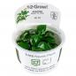 Preview: Anubias barteri var. nana - Zwergspeerblatt - Tropica 1-​2-Grow, im Becher.