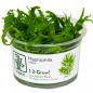 Preview: Hygrophila odora - Tropica 1-​2-Grow im Becher