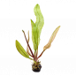 Preview: Gitterpflanze - Aponogeton madagascariensis, ganze Pflanze mit Knolle.