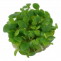 Preview: Limnobium laevigatum, Froschbiss - Tropica 1-2-Grow, ohne Becher.