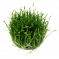 Preview: Lilaeopsis brasiliensis, Neuseeland-Graspflanze - Tropica 1-2-Grow, ohne Becher.