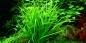 Preview: Helanthium tenellum 'Green' - Tropica 1-2-Grow, im Aquarium eingepflanzt.