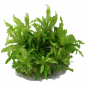 Preview: Pogostemon helferi, kleiner Wasserstern - Tropica 1-2-Grow, ohne Becher.