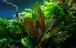 Preview: Echinodorus 'Reni' - Tropica 1-​2-​Grow, im Aquarium.